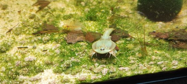 Triops Longicaudatus Mongolei